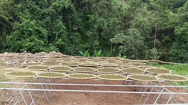 易武镇张家湾村