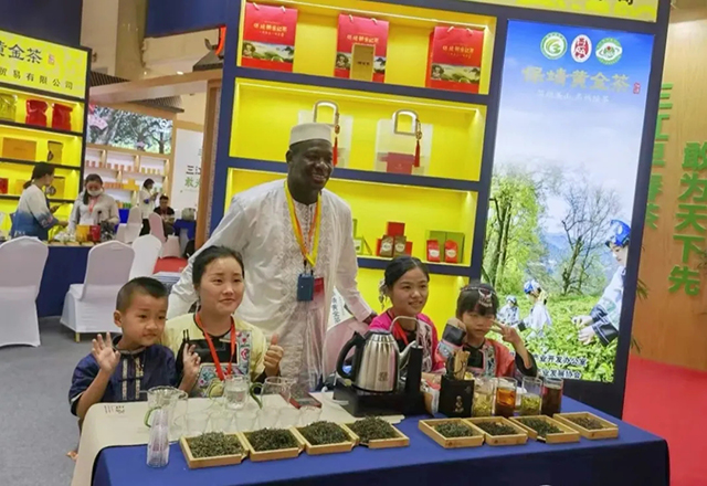 保靖黄金茶