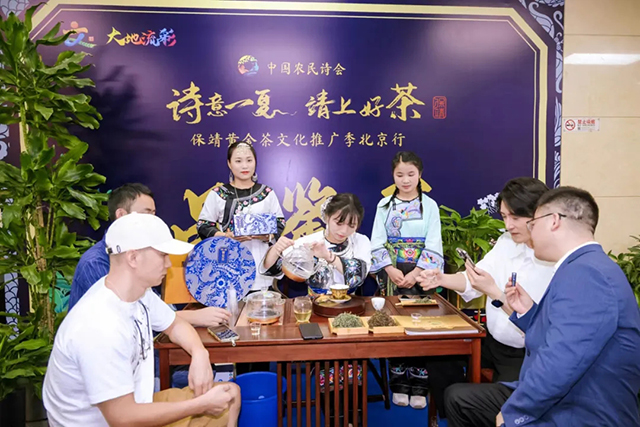 保靖黄金茶