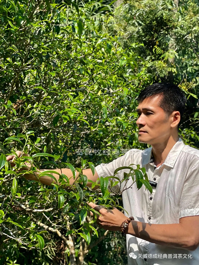 天威德成普洱茶