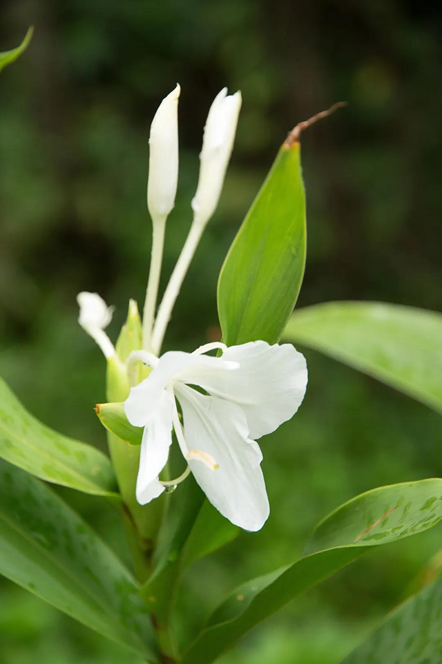 龙润茶2024楚兰普洱茶
