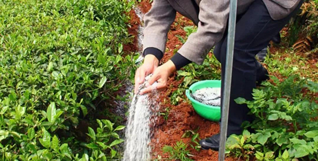 农业农村部推出夏秋季茶叶生产技术指导意见