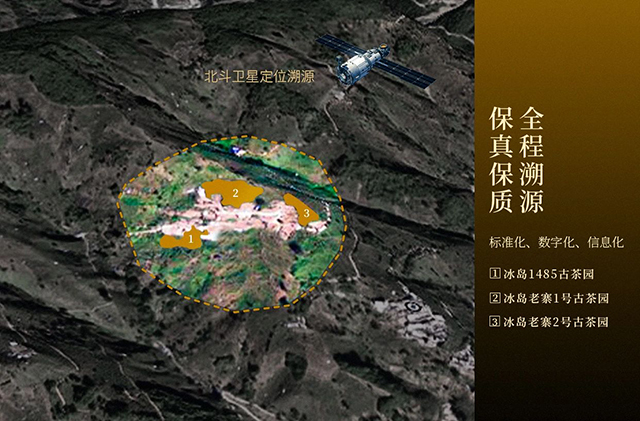 津乔普洱津乔冰岛1485