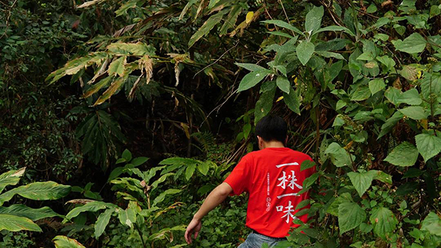 彤掌柜茶业