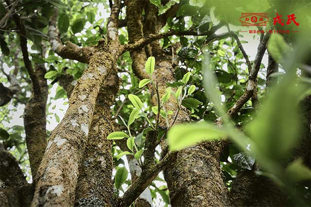 勐库戎氏普洱茶