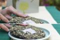刀哥说茶：云南白茶，大道至简