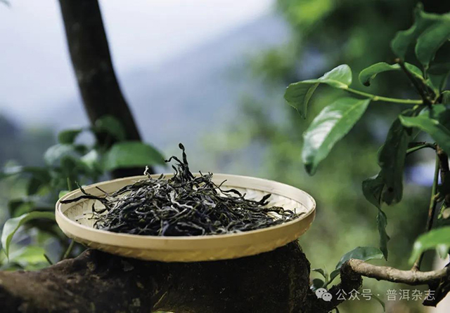普洱杂志