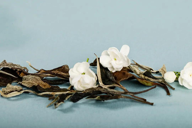 津乔普洱茶