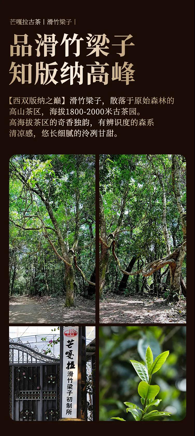 芒嘎拉滑竹梁子普洱茶品质特点
