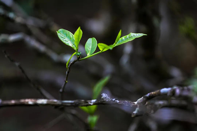 大益茶