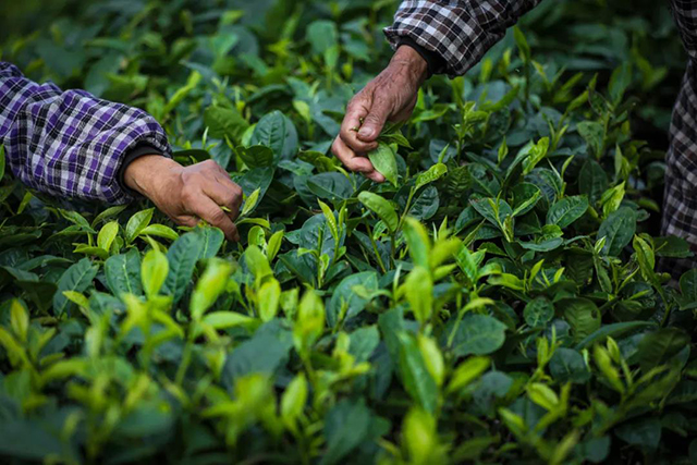 大益茶