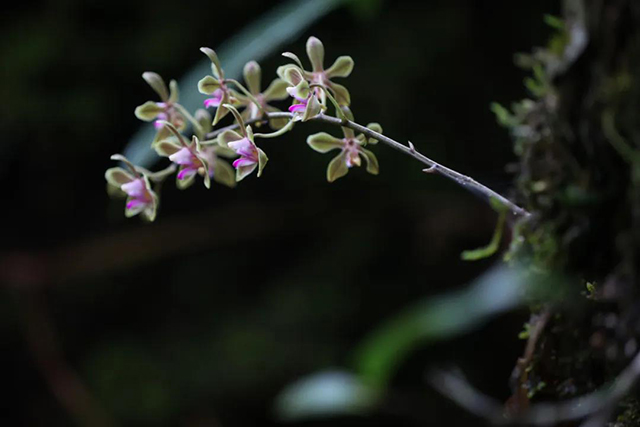 大益茶