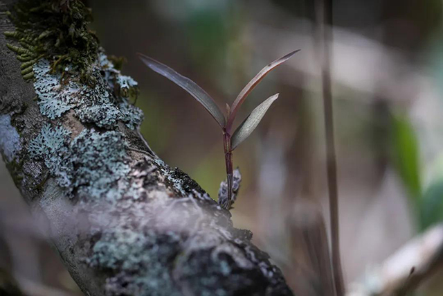 大益茶