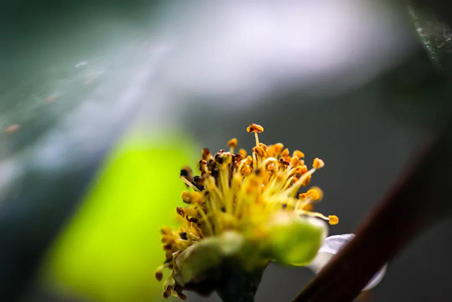 大益茶