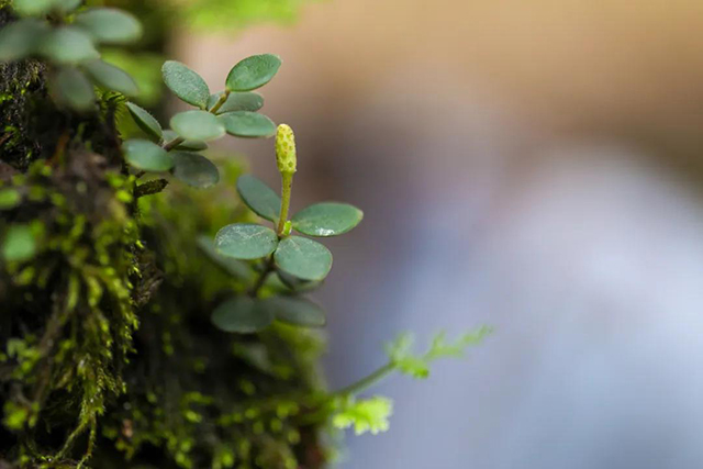 大益茶