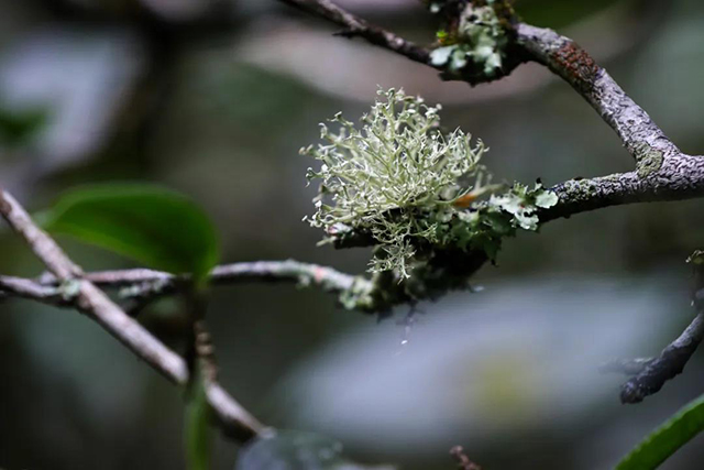 大益茶