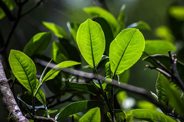 大益茶