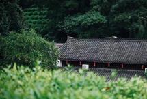 关于举办“云普”杯普洱茶斗茶大赛的公告