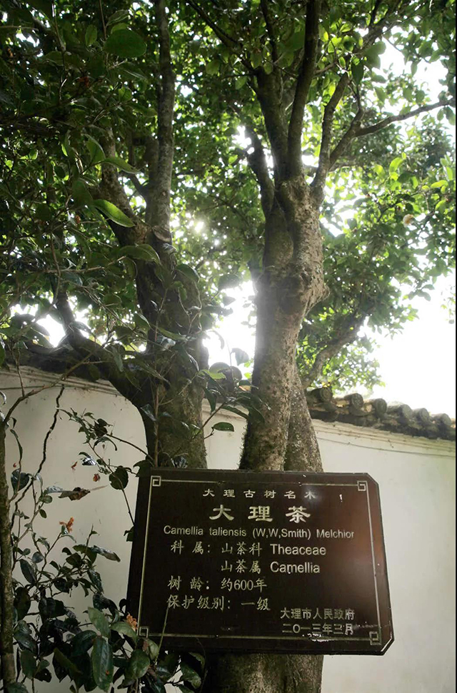 普洱杂志