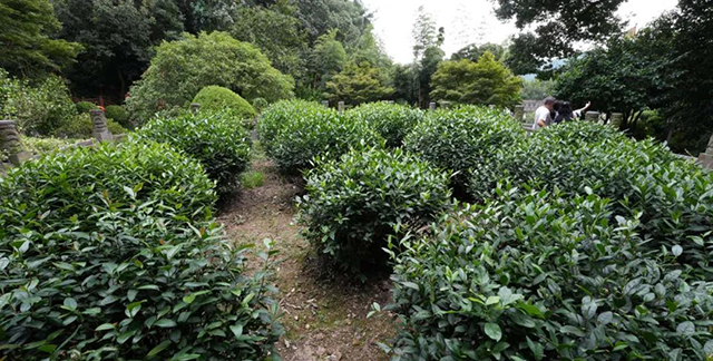 普洱杂志