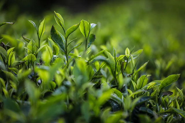 大益膳房茶菜肴解腻消暑新风尚