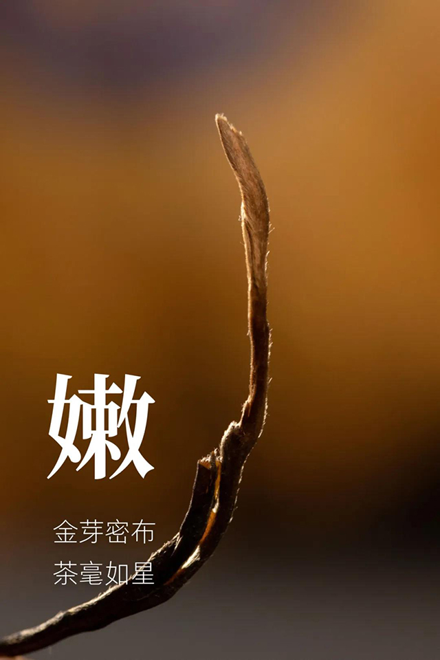 双陈普洱第七代莲饼特制版金瓜贡莲品质特点