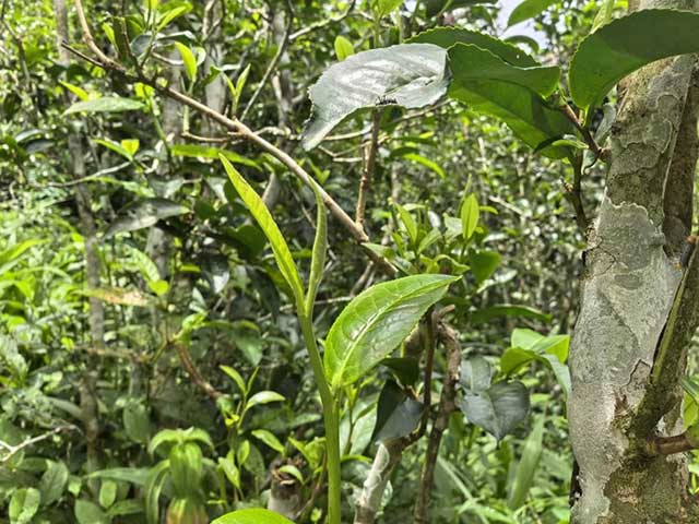 八角亭勐海味普洱熟茶品质特点