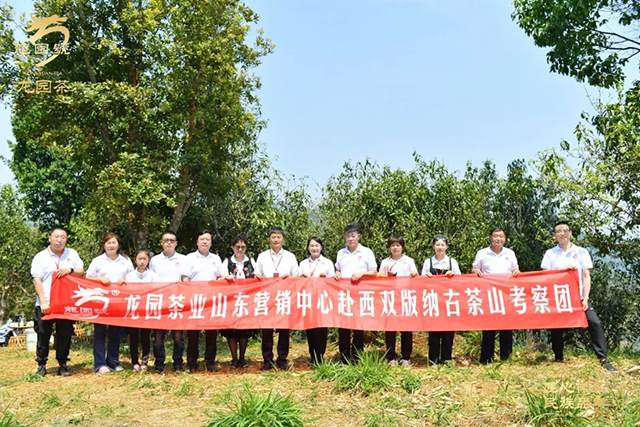龙园茶业