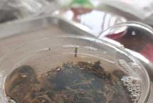 普洱茶祛魅：要具体的去看一个品牌的每一款茶品