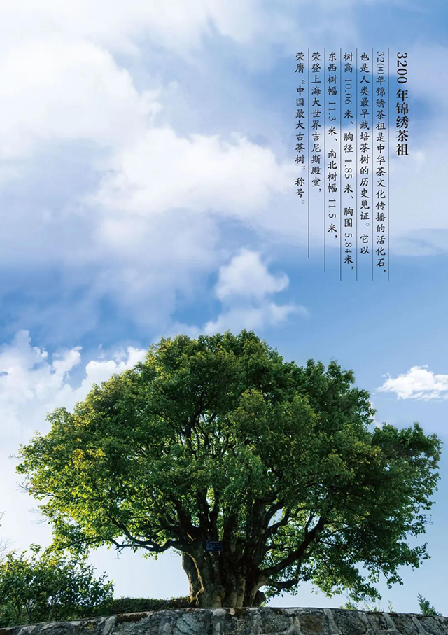 龙润茶2020年香竹箐普洱茶品质特点