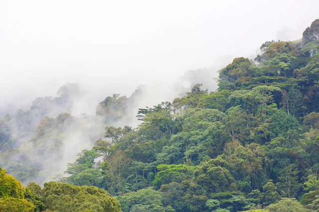 龙润茶2020年香竹箐普洱茶品质特点