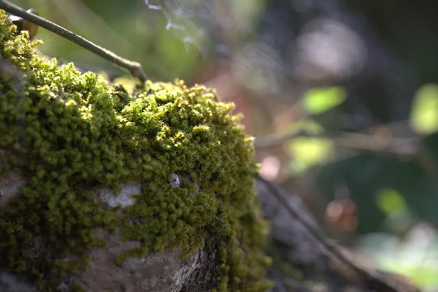 龙润茶2020年香竹箐普洱茶品质特点