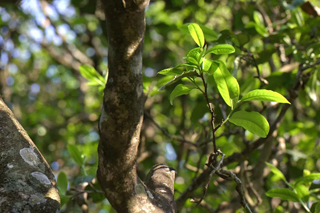龙润茶2020年香竹箐普洱茶品质特点