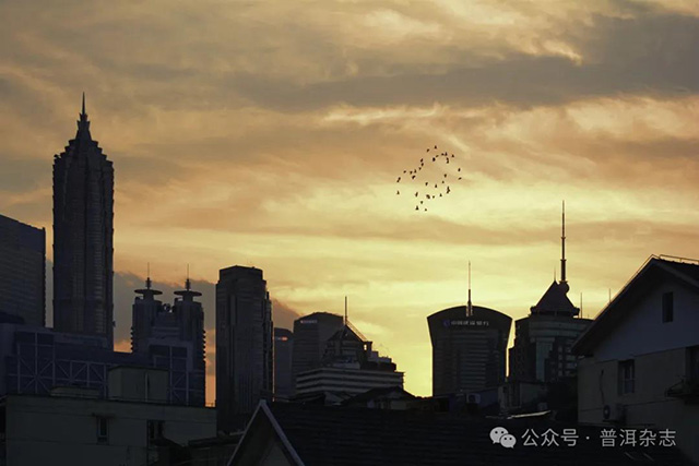 普洱杂志