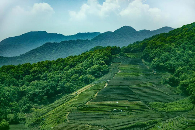 普洱杂志