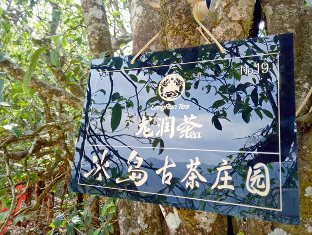 2024龙润国茶冰岛生茶普洱茶