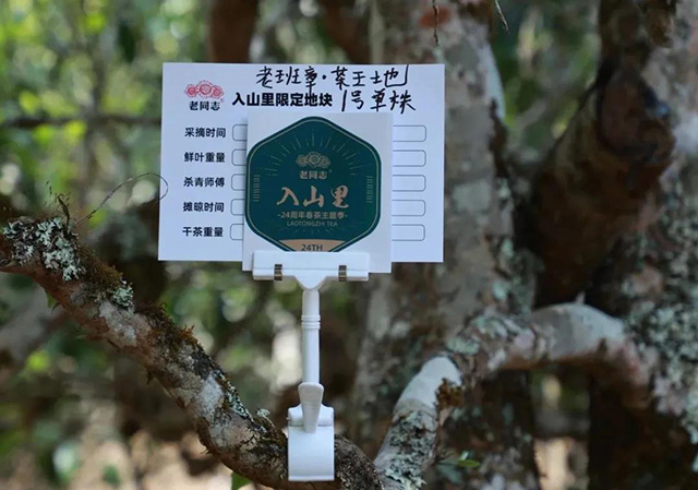 老同志入山里深山探茶
