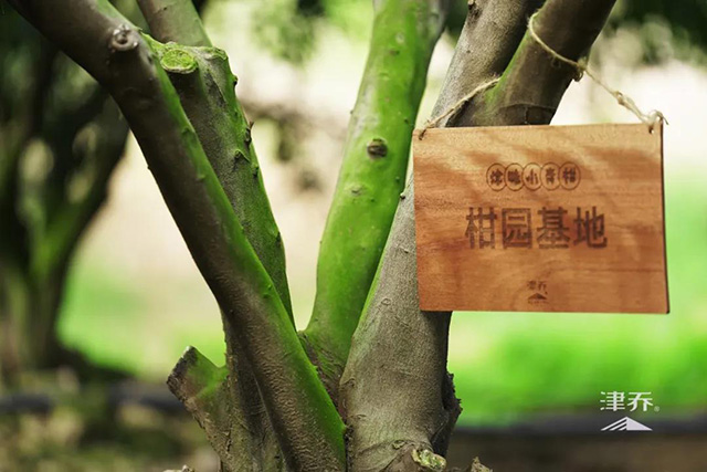 津乔普洱