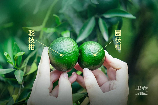 津乔普洱