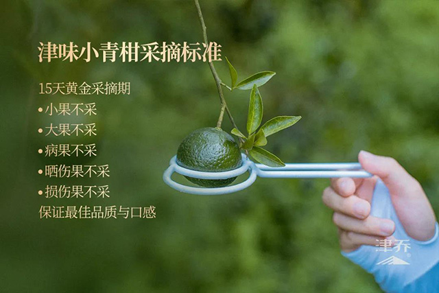 津乔普洱
