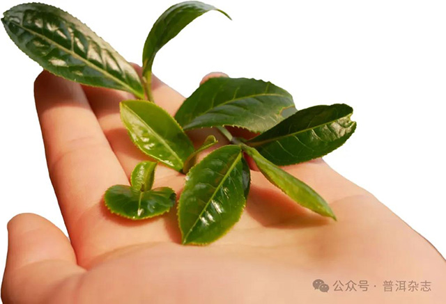 普洱杂志