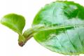 普洱杂志：调皮古茶树，萌系“猫耳朵”