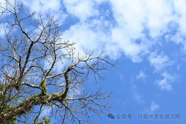 行知茶文化讲习所