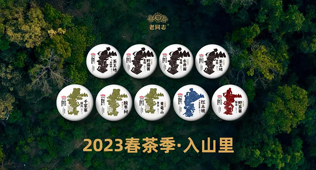 老同志入山里普洱茶
