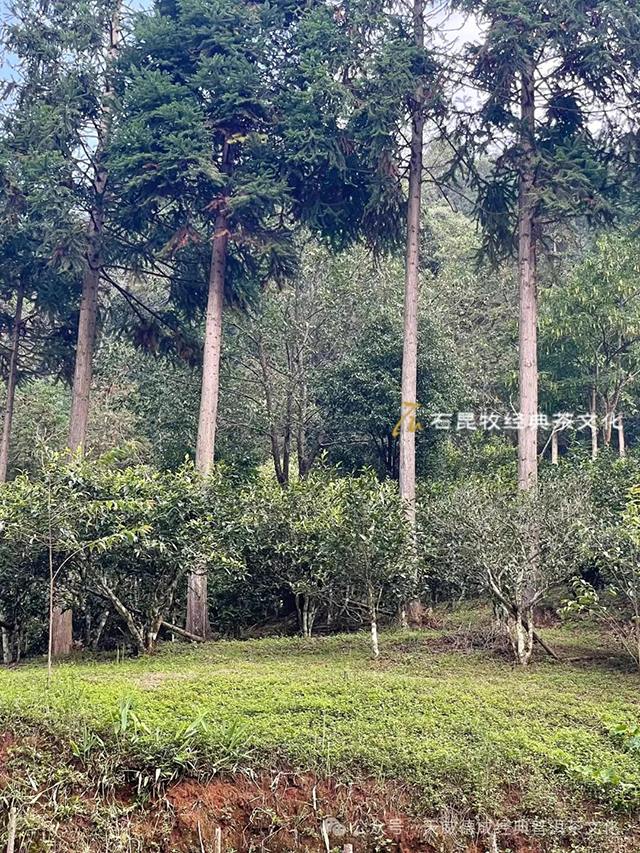 天威德成经典普洱茶文化