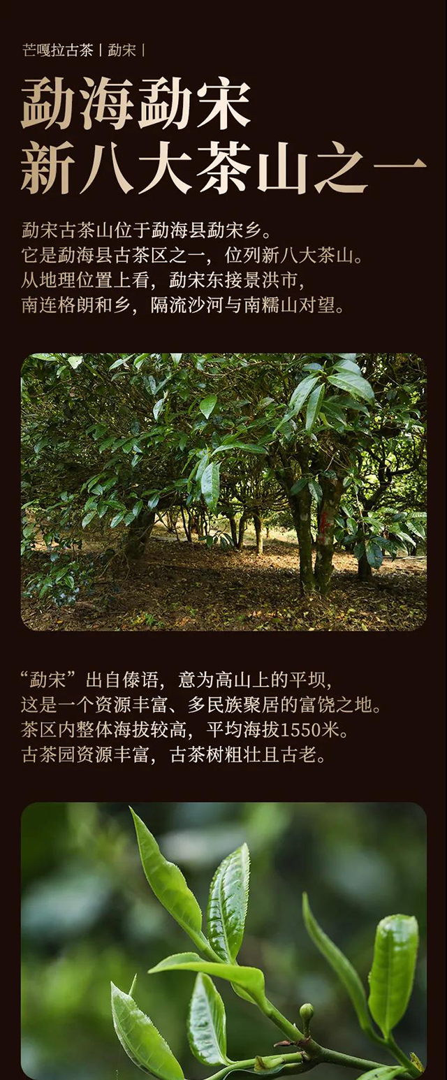 芒嘎拉古茶勐宋普洱茶品质特点