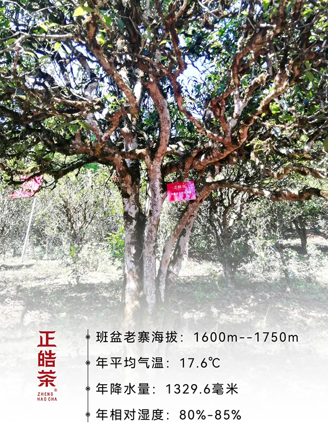 班盆老寨正皓茶文化馆开业纪念饼