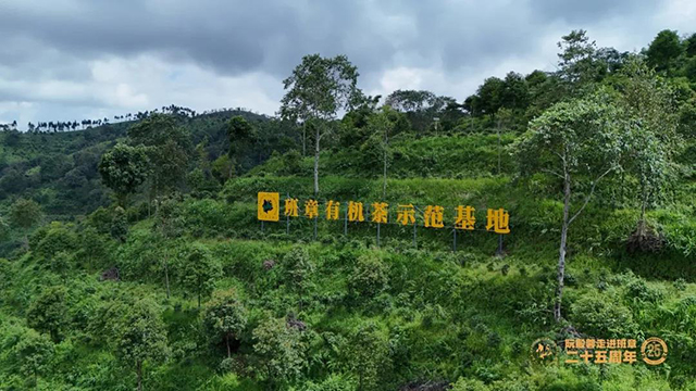 六大茶山