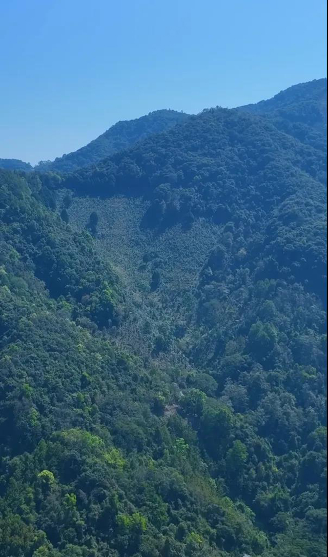 八角亭凤凰窝普洱茶品质特点