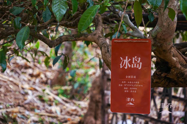 津乔普洱